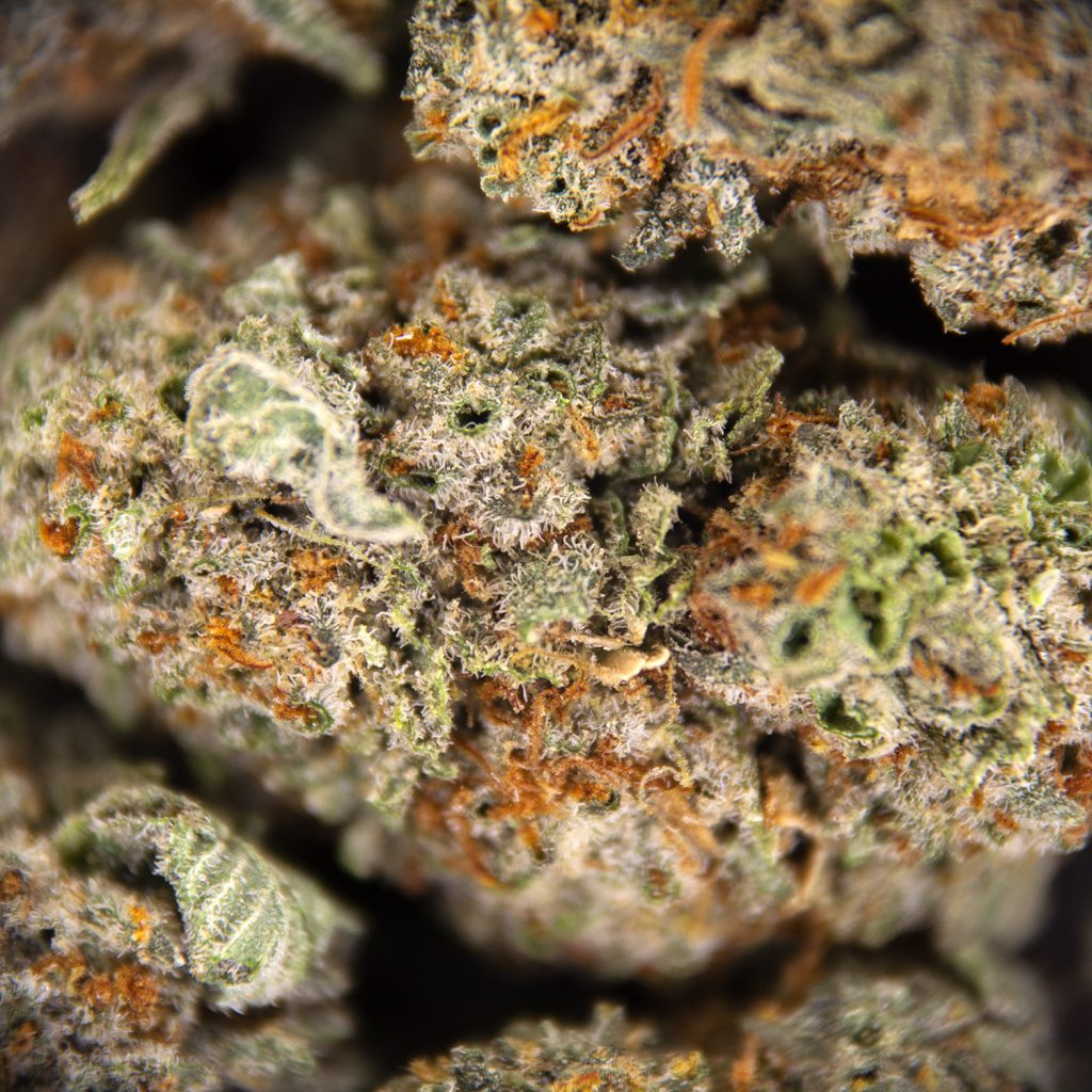 Rocket Chronic