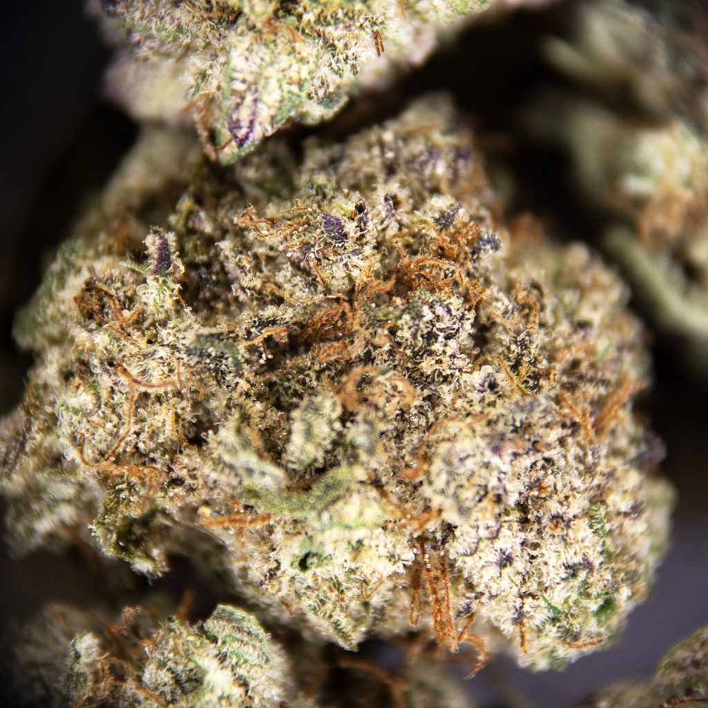 Rocket Chronic