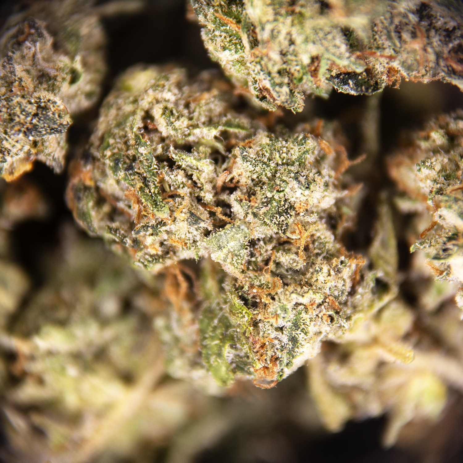 Hindu Kush (popcorn) AA - Image 3