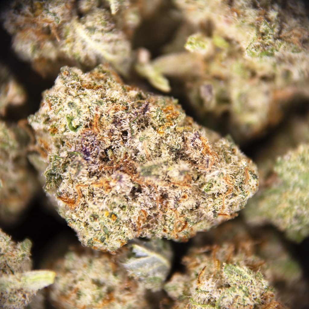 Rocket Chronic