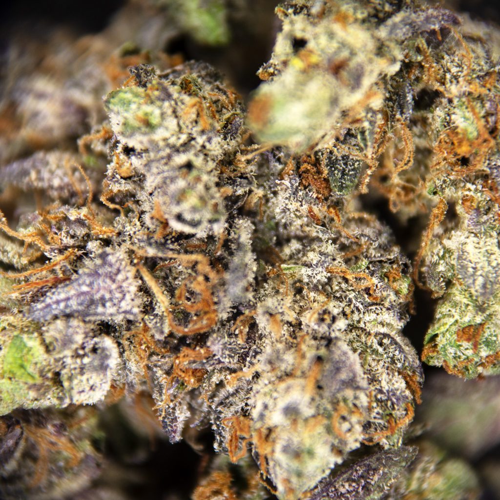 Rocket Chronic
