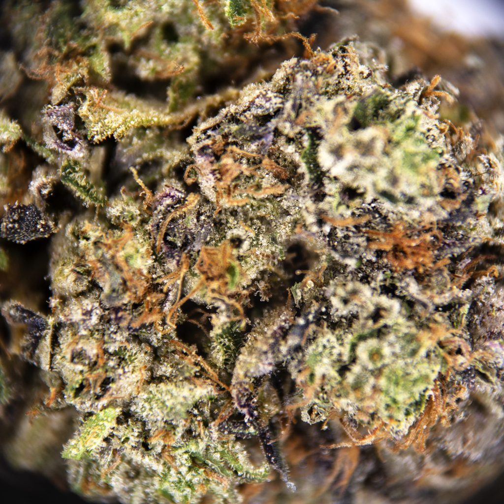 Rocket Chronic