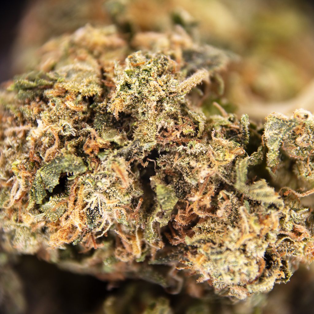 Rocket Chronic