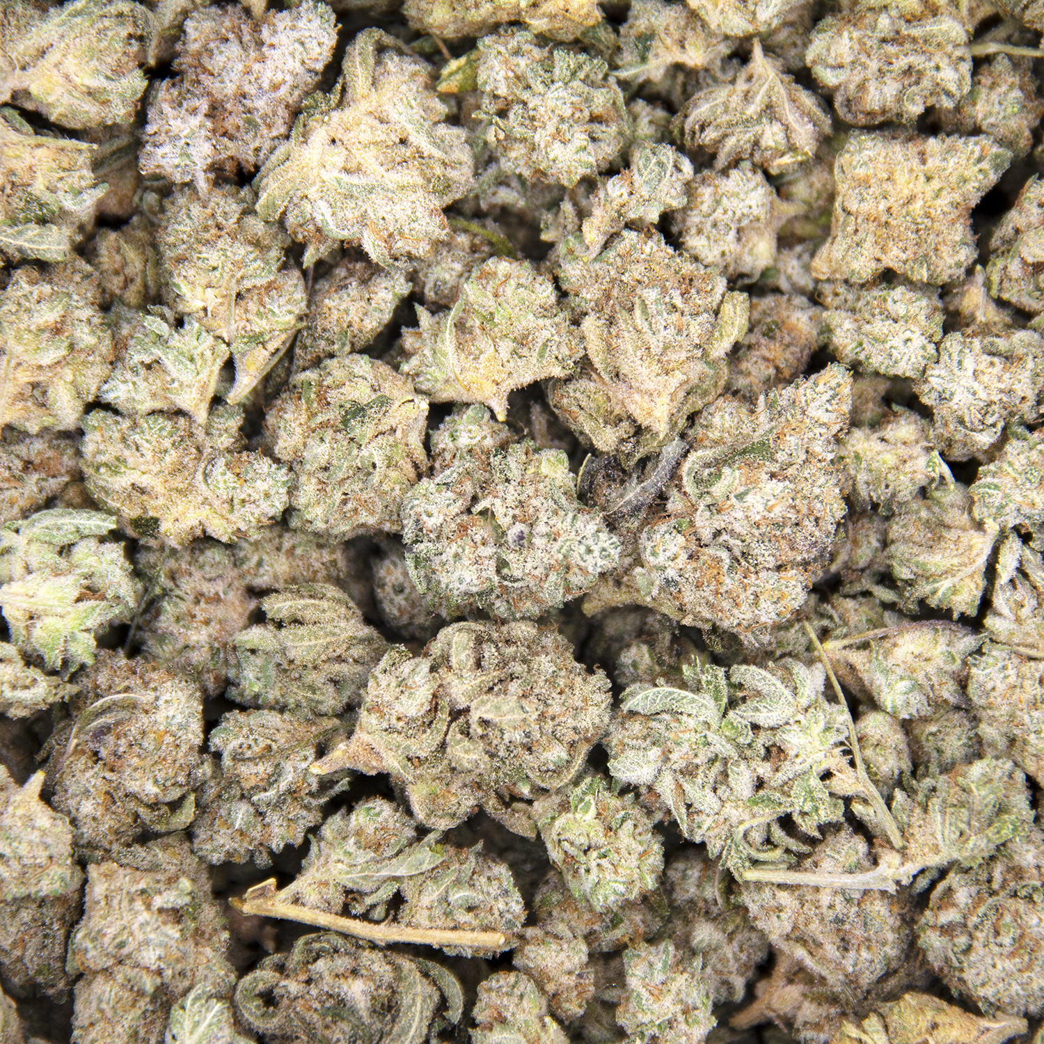 Silver Haze (popcorn) AA - Image 3
