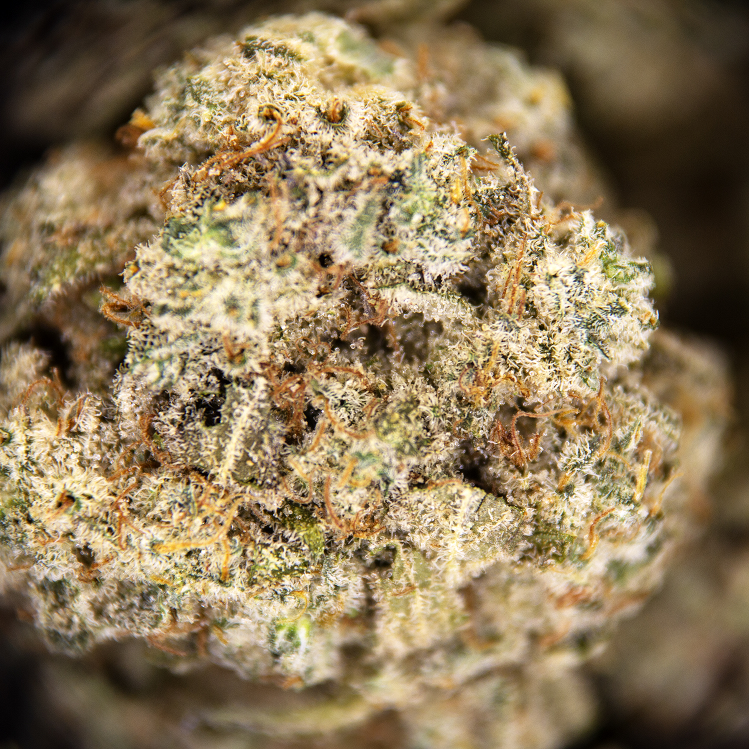 Silver Haze (popcorn) AA - Image 2