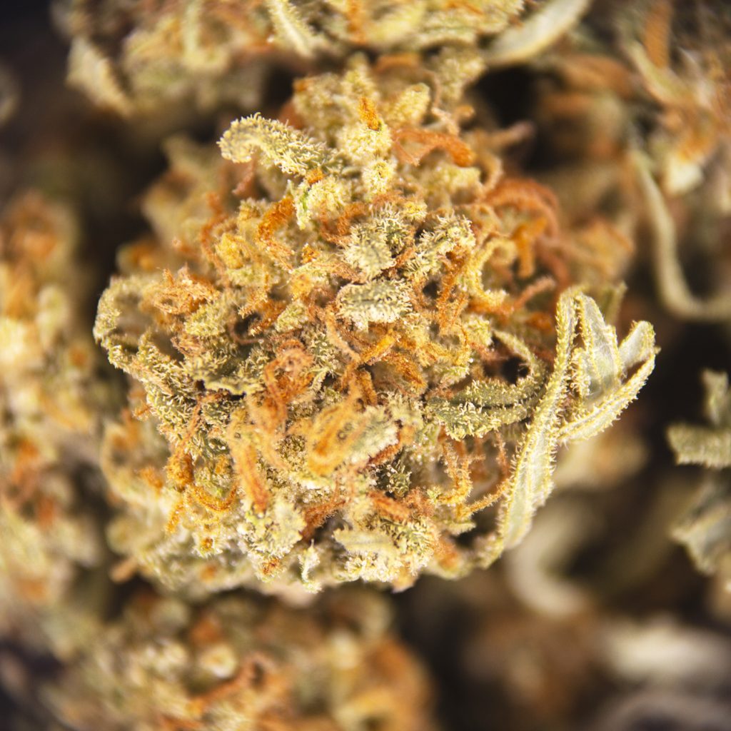 Rocket Chronic