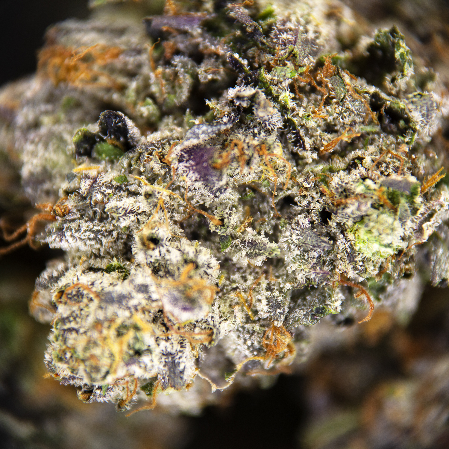 Black Tuna (mediums) AAA - Image 3