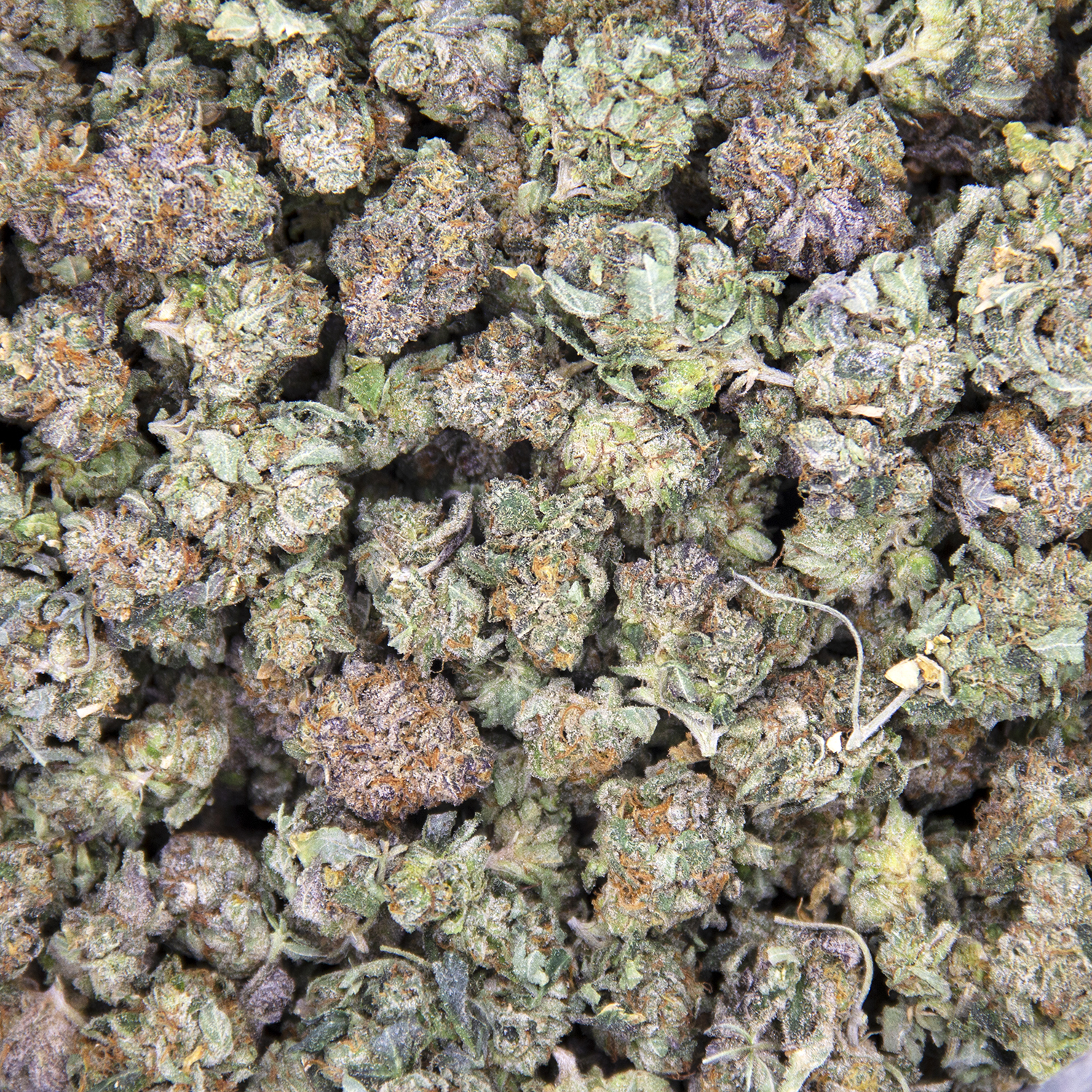 Cali Bubba (mediums) AA - Image 2