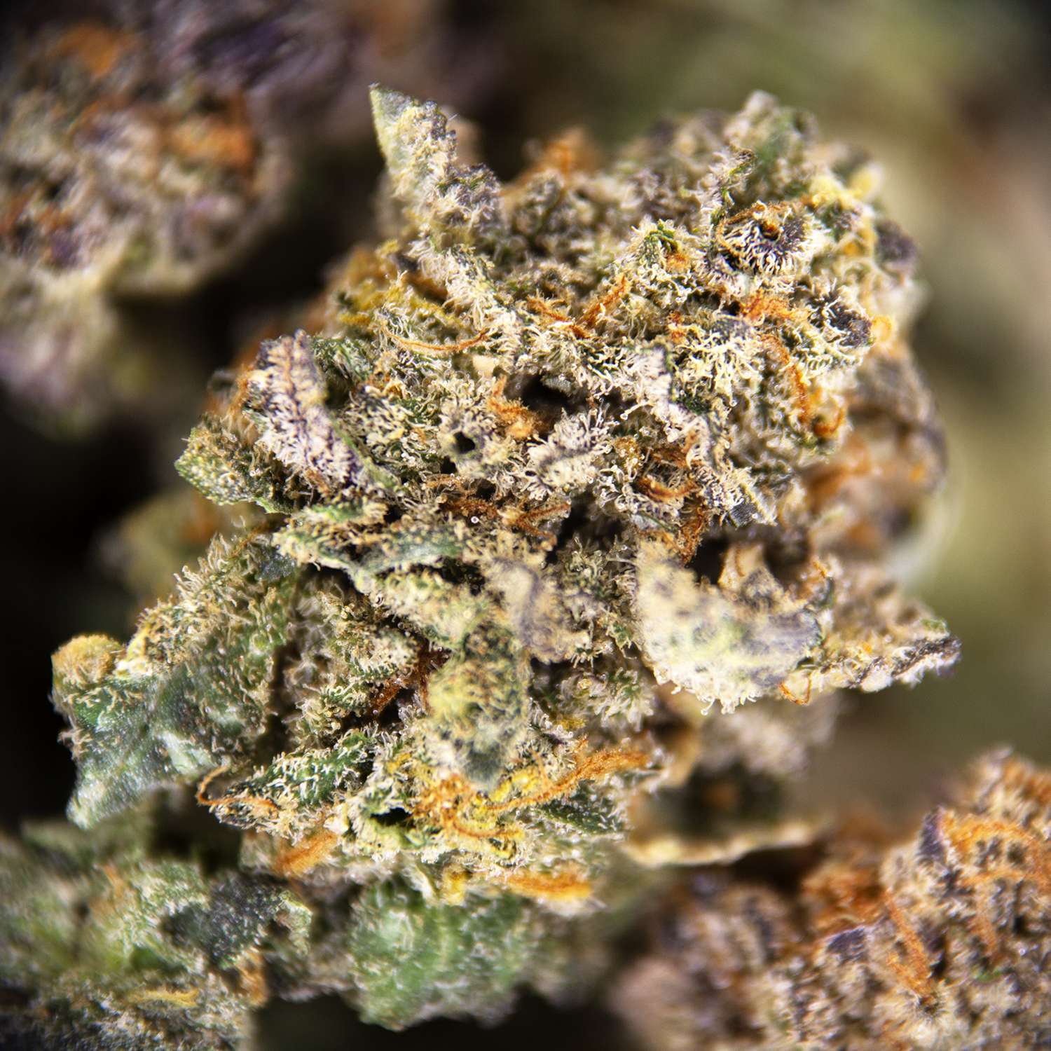 Cali Bubba (mediums) AA - Image 3