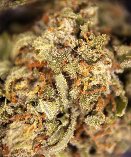 Alternative view of Durban Poison AA