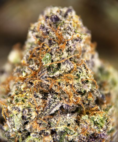 Alternative view of Goji Berry AAAA+