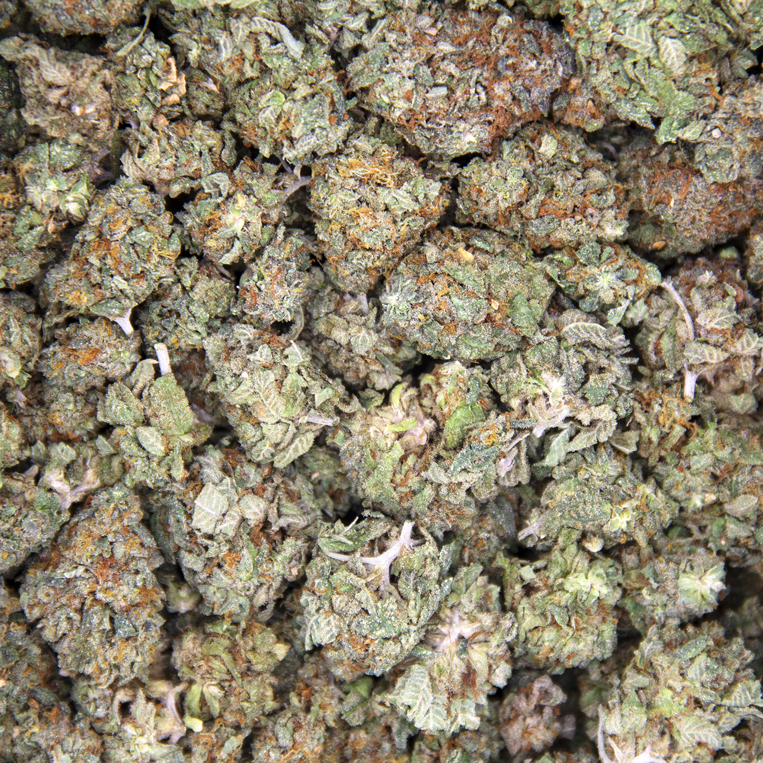 Lemon Kush (smalls) AA - Image 3