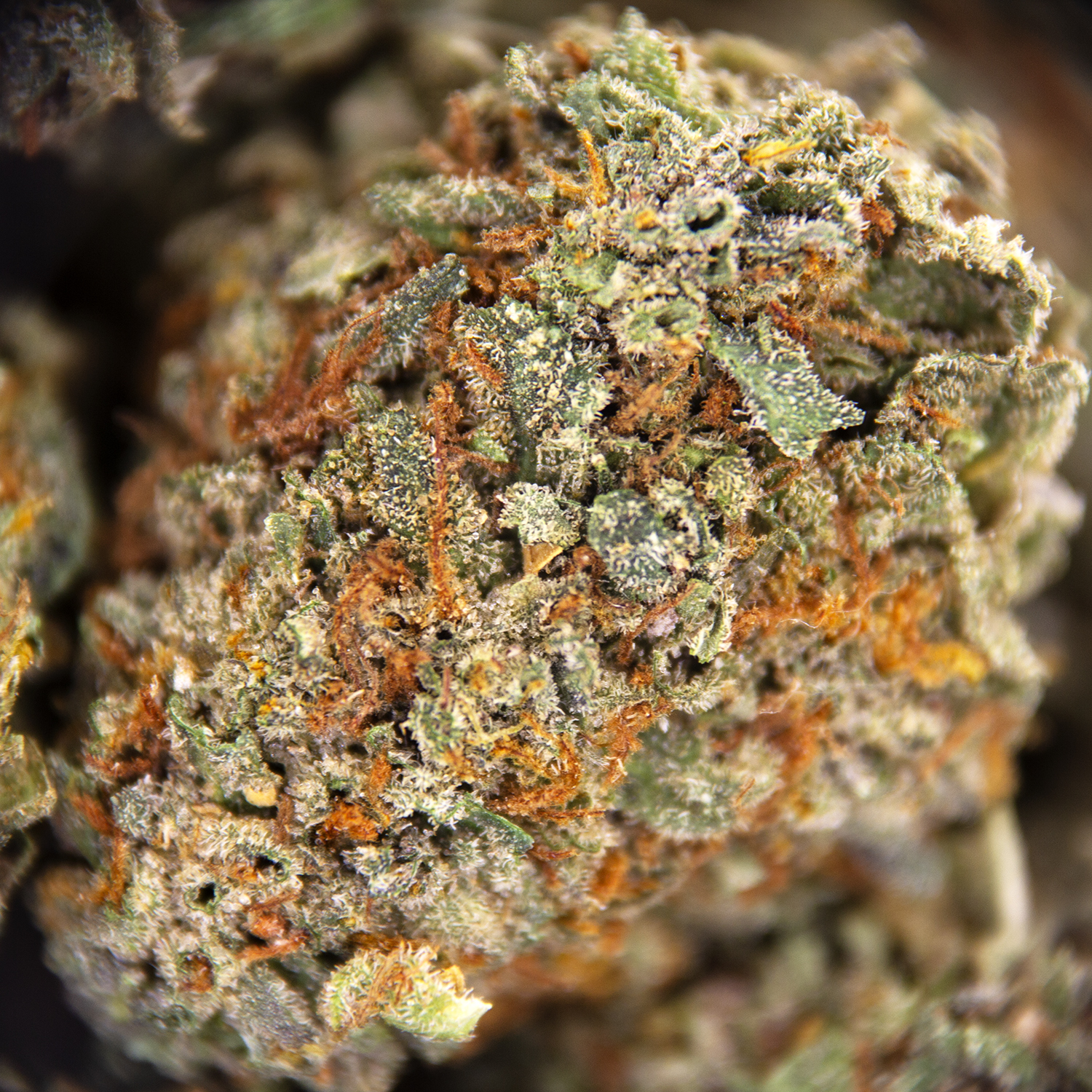 Lemon Kush (smalls) AA - Image 2