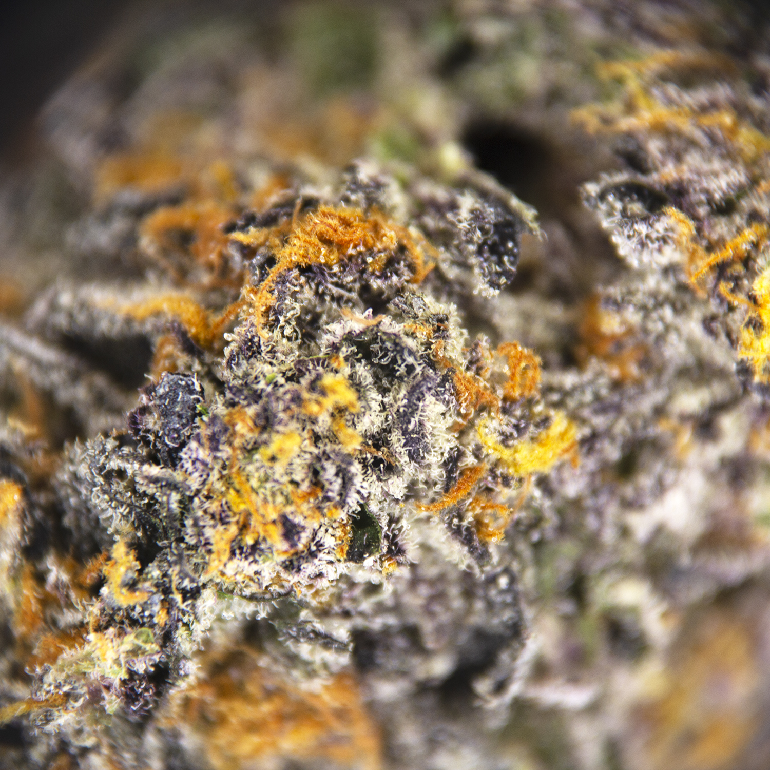 Purple Space Cookies AAA - Image 2