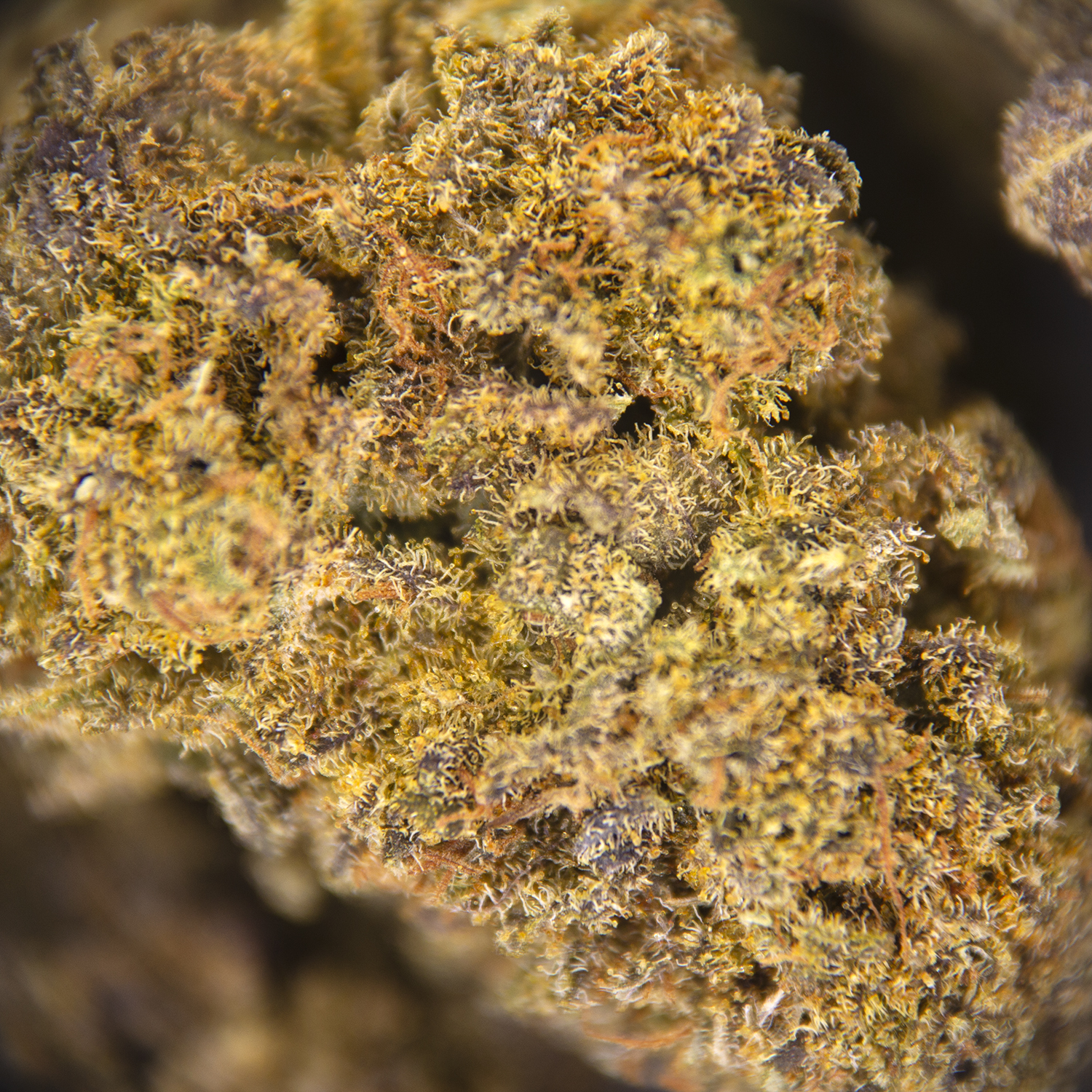 White Berry AA - Image 2